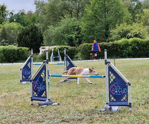 Zawody Agility w Myślęcinku. Psy walczyły o tytuł najzwinniejszego!