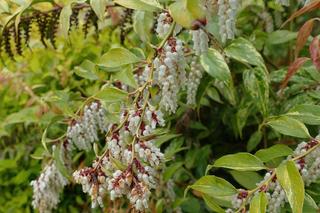 Kiścień wawrzynowy