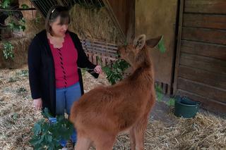 Mała samiczka łosia zgubiła mamę. Schronienie znalazła w bydgoski zoo [ZDJĘCIA, WIDEO]