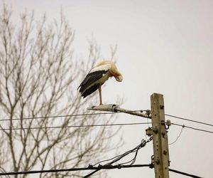 Koniec bocianich wakacji! Ornek pędził do Polski, aby uwić gniazdko dla ukochanej