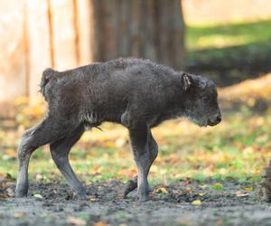 W ZOO Wrocław urodziły się dwa małe żubrzątka. Zobacz, jakie to słodziaki [ZDJĘCIA]