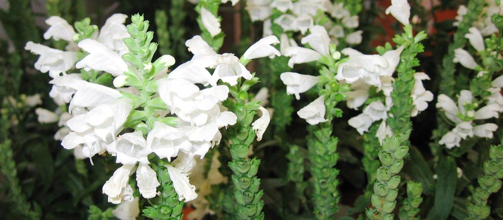 Odętka wirginijska 'Crystal Peak White'