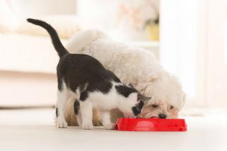 Nietolerancje pokarmowe oraz alergie u psów i kotów