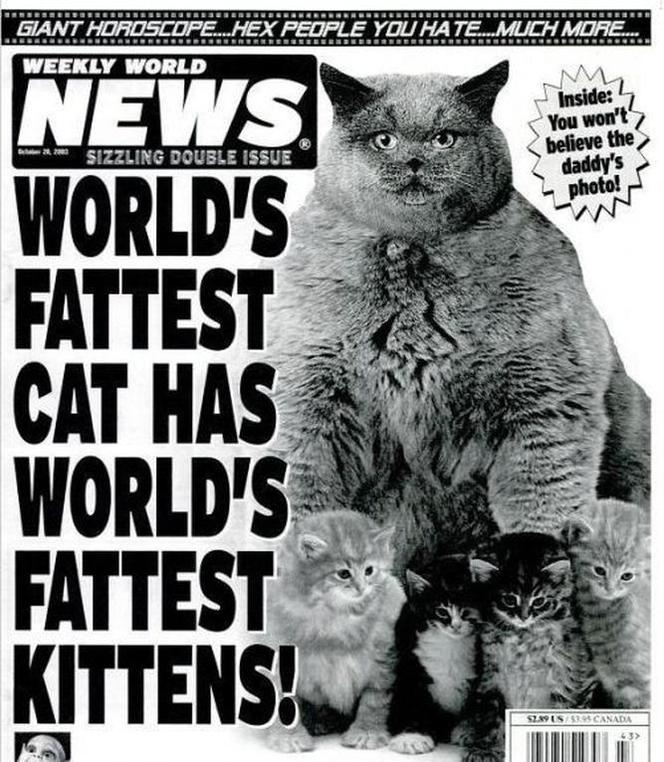 World Weekly News: Najgrubszy kot świata