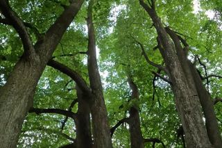 Las Kudra w woj. podlaskim