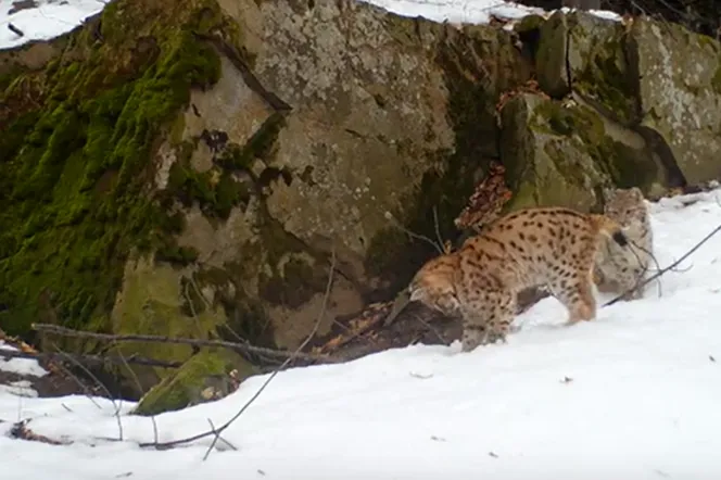Wyjątkowe nagranie z Beskidu Żywieckiego. Kamery uwieczniły beztroską zabawę małych rysiów 