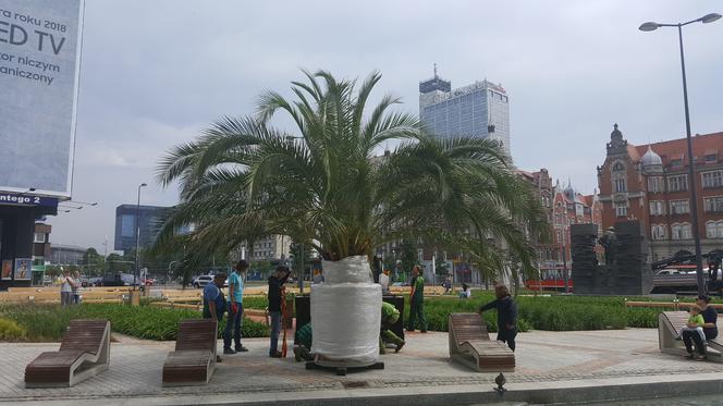 Palmy wróciły na rynek w Katowicach