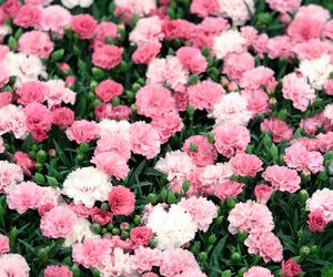 Plantatorka kwiatów zdradziła, co robić by goździki kwitły aż do przymrozków. Prosta sprawa, a kwiaty będą odradzać się przez wiele lat
