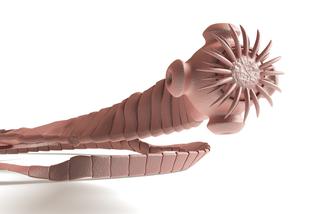 Bruzdogłowiec szeroki – TASIEMIEC, który wywołuje anemię