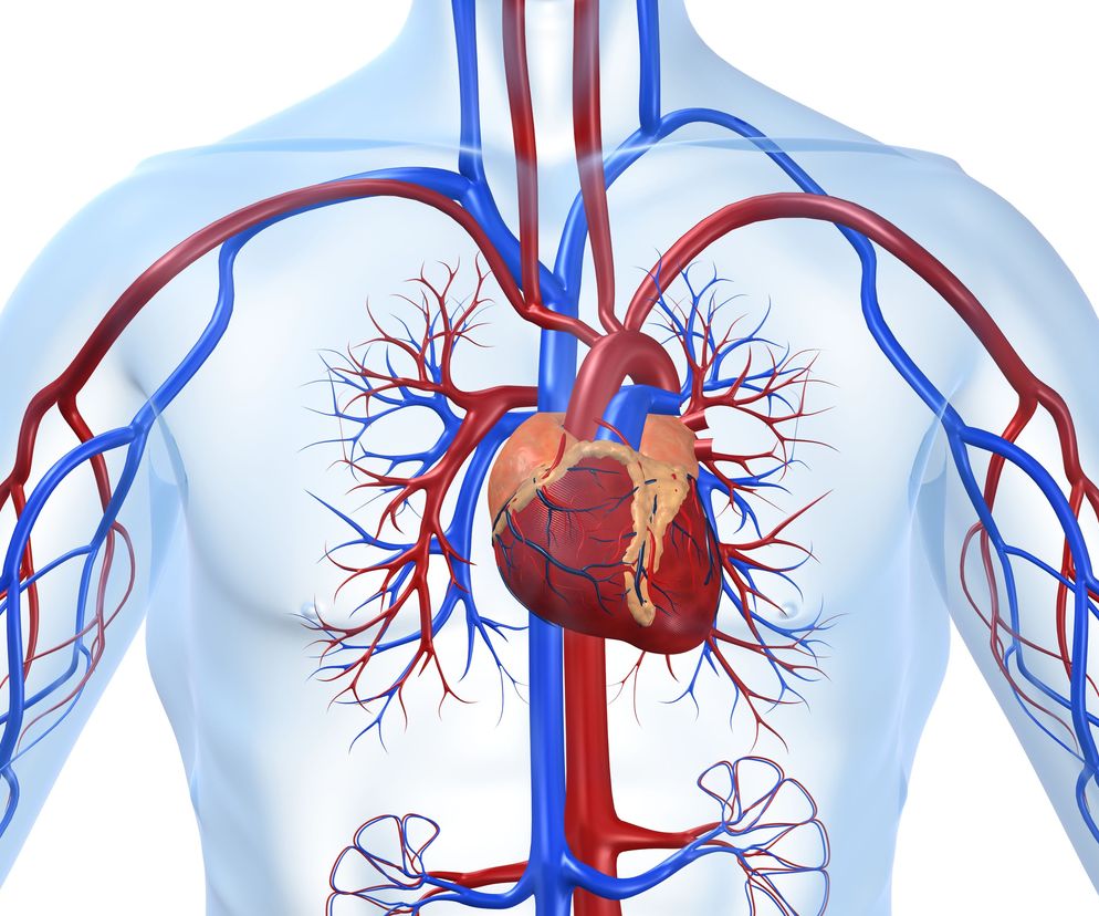 Angiolog i angiologia