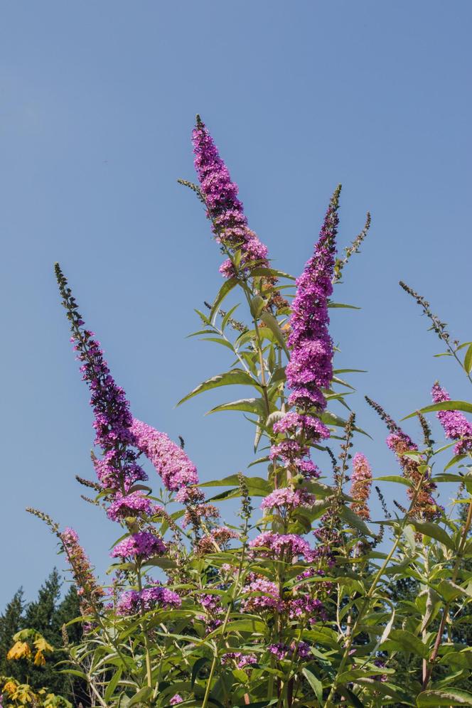 Budleja Dawida (Buddleja davidii) 