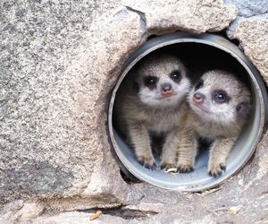 Surykatki w warszawskim ZOO oszalały ze szczęścia! To trzeba zobaczyć!