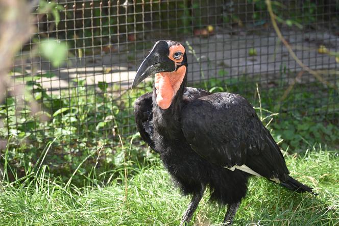 Dużo nowych zwierząt w zamojskim zoo. Koniecznie zobaczcie! 