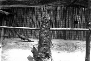 Bażantarnia w Krakowie