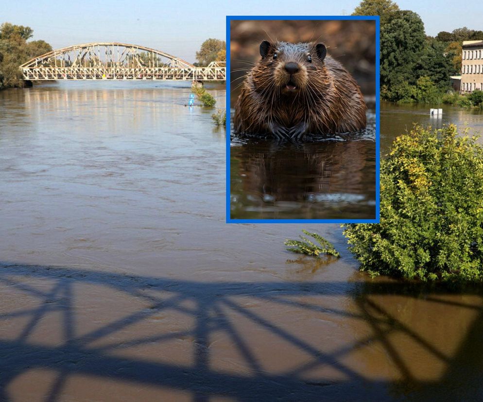 Głogów szykuje się na wielką falę. Niespodziewany problem z wałem!