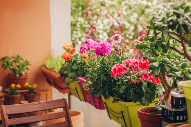 Kwiaty na balkon południowy