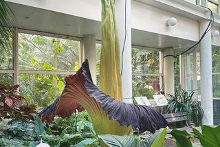 Kwitnięcie dziwidła olbrzymiego w Warszawie 08.2025