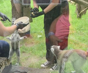 Pokazowe karmienie w myślęcińskim zoo to prawdziwy hit! Sprawdziliśmy to na miejscu