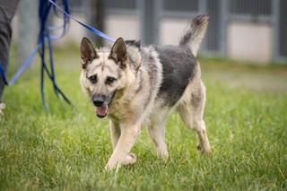 Te psiaki z wrocławskiego schroniska oraz Ekostraży szukają domów. Zwierzę to nie zabawka 