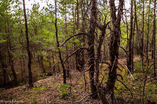 Czarniecka Góra - klimatyczna wieś w Świętokrzyskiem