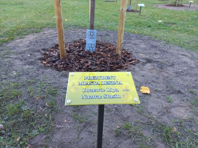 Danusia, Halinka, Linkus, Seniorita i Stasiu zapuszczają korzenie. Nowe nasadzenia w Lesznie