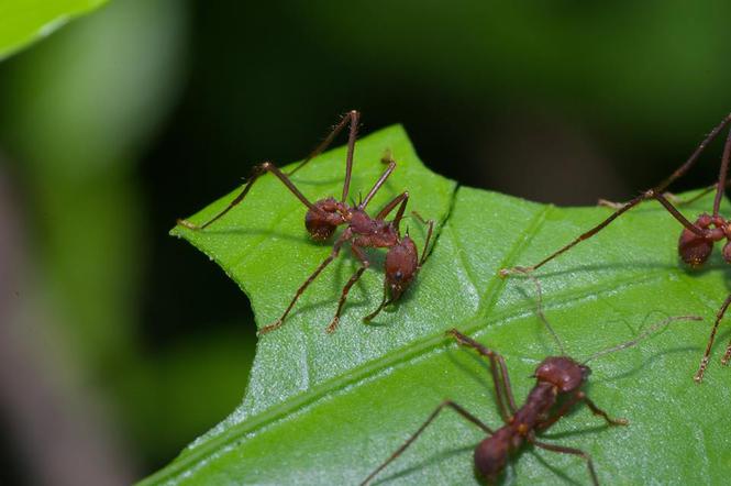 Mrówki w zamojskim zoo