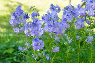 Wielosił błękitny - Polemonium caeruleum
