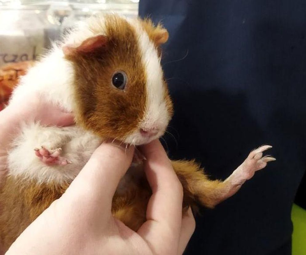 Drżała ze strachu i zimna. Ktoś wyrzucił ją w reklamówce na śmietnik! „Trafiła do lecznicy”