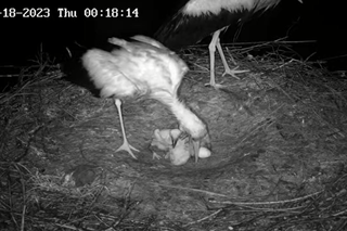 Zarka, Posadek i ich małe boćki