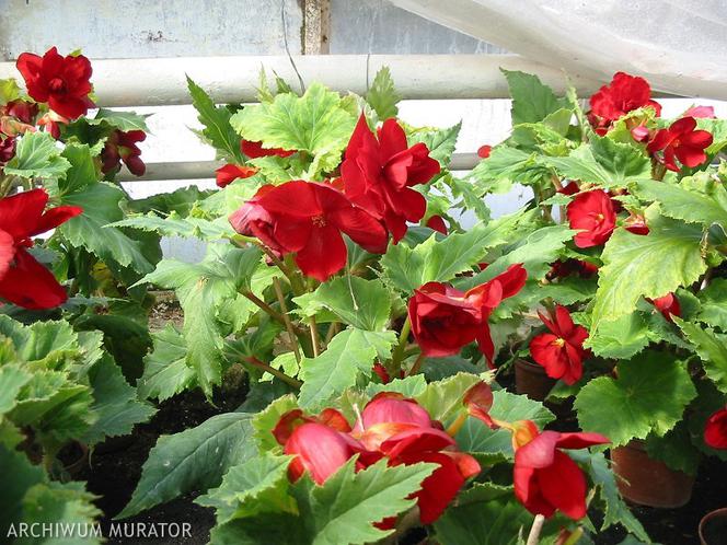 Begonia bulwiasta: rośliny na balkon północny