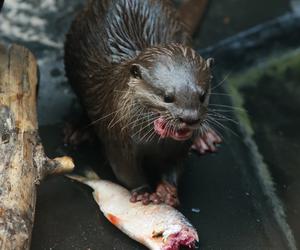 Pokazowe karmienia w Orientarium Zoo Łódź