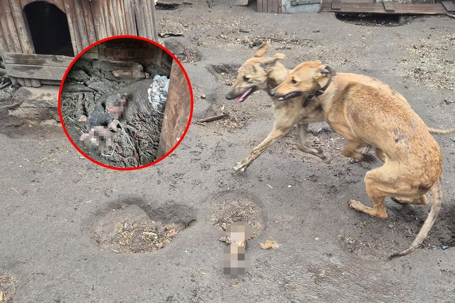 Dramat w Pruszkowie. Przetrzymywał zwierzęta w skandalicznych warunkach. Właściciel próbował się ich pozbyć