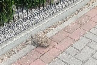 Żółw uciekinier w Tomaszowie Lubelskim. Wybrał się na procesję w Boże Ciało?