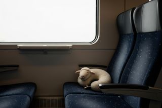 Owca w Pendolino. Czy to nowa moda na podróżowanie zwierzętami?