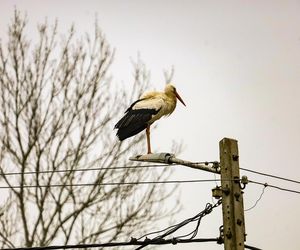 Koniec bocianich wakacji! Ornek pędził do Polski, aby uwić gniazdko dla ukochanej