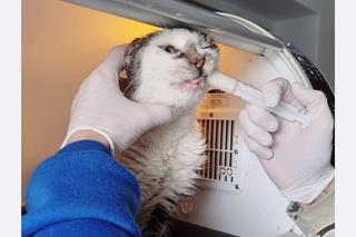 Mieszkał w styropianowym domku na działkach we Wrocławiu. Ekostraż walczy o życie cierpiącego kota