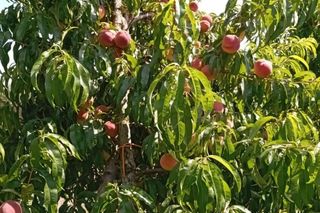 W tej części kraju brzoskwiniowy sad to rzadkość. Pan Jacek sprzedaje owoce z 400 drzewek. Ten sezon jest szalony