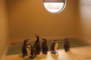 Pingwiny na kwarantannie. Kolejne 6 nielotów pojawiło się w Śląskim Ogrodzie Zoologicznym [ZDJĘCIA]