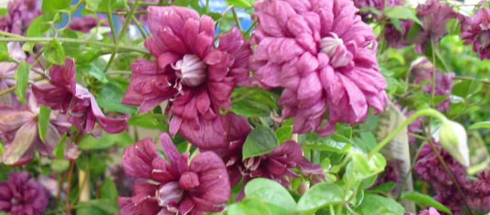 Powojnik 'Purpurea Plena Elegans'