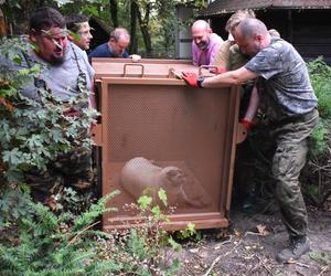 Foki pospolite w płockim zoo