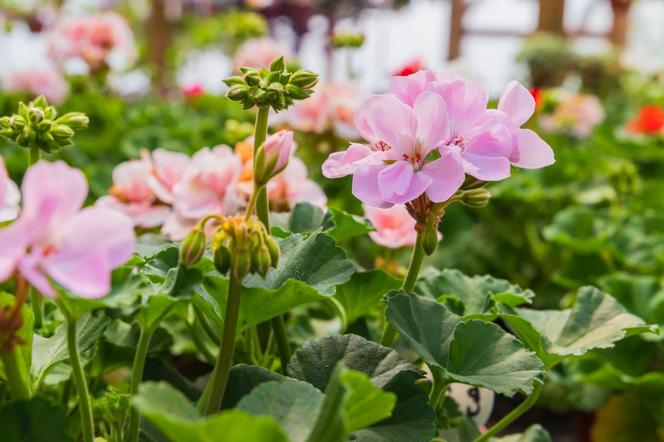 Pelargonia