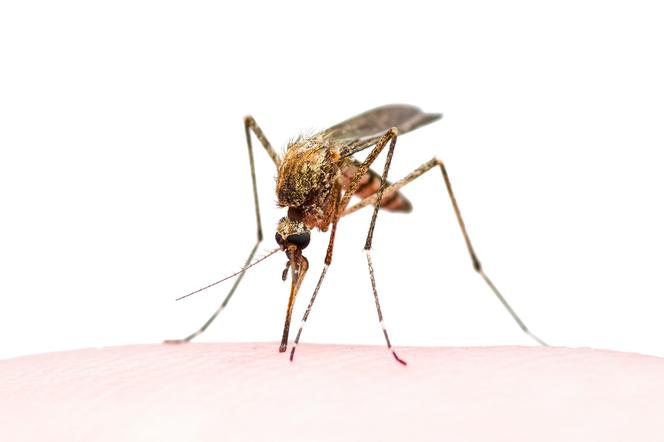 Zabójcze komary atakuja Nowy Jork