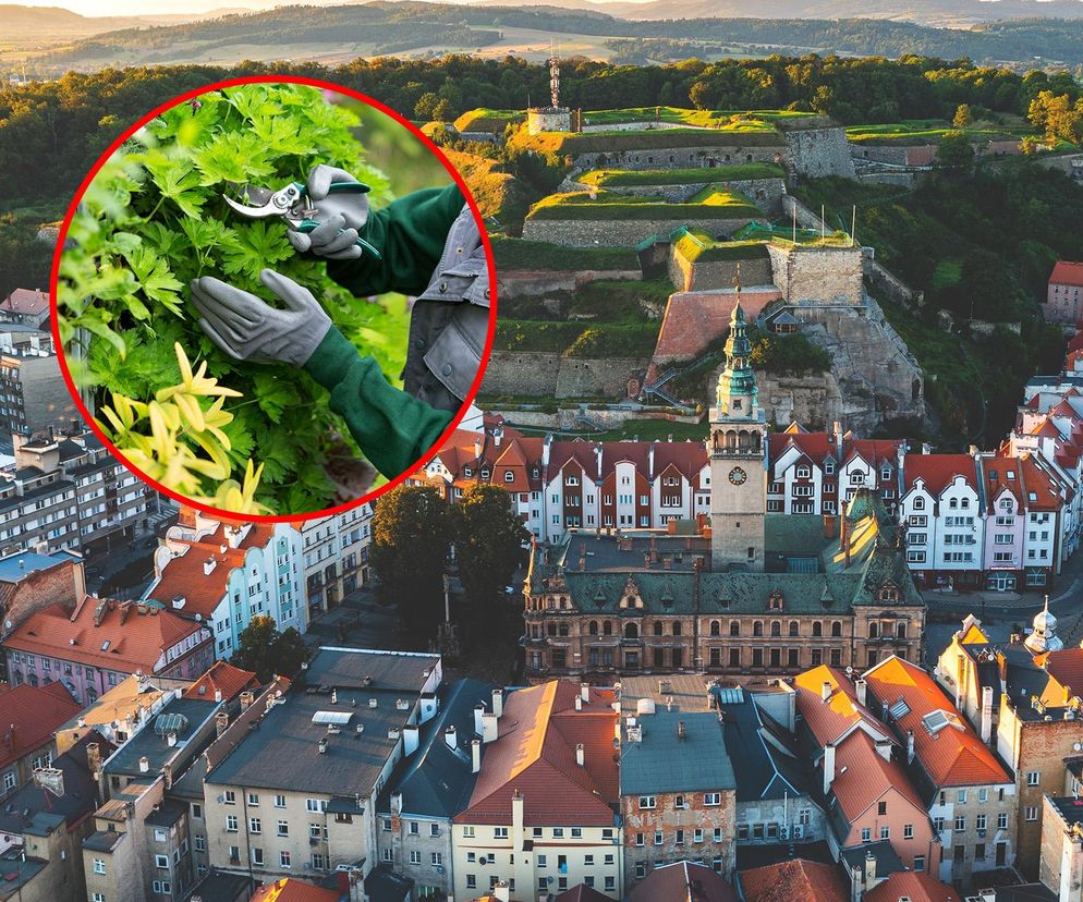 Kłodzko. 43-letnia pracownica zginęła, dbając zieleń miejską