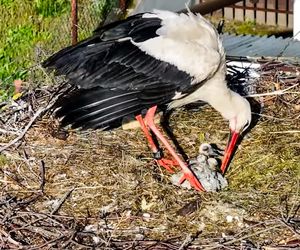 Bocian Krutek z Krutyni: od samotnika do samca alfa.