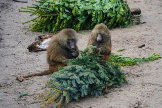 Małpy z wrocławskiego zoo... rozmawiają przez telefon! Ty też możesz do nich zadzwonić [FILM]