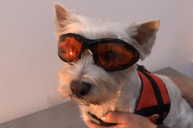 Pies w okularach? To nie żarty! W Łodzi działa klinika okulistyczna dla czworonogów [WIDEO]. Zobaczcie, co tam się dzieje