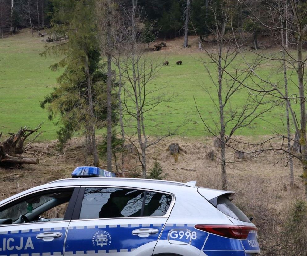 Turyści chcieli mieć zdjęcia z niedźwiedziami. Musiała interweniować policja