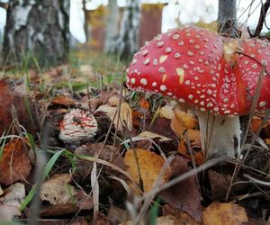 Sezon na grzyby w Siedlcach i powiecie siedleckim