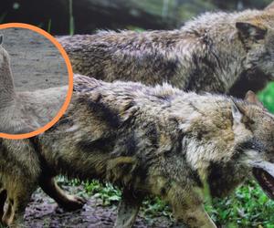 Kolejny atak wilków na Dolnym Śląsku. Zagryzły owce i alpakę