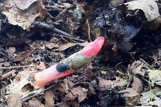 Grzyb o niecodziennym kształcie w polskich lasach. Lepiej omijać go szerokim łukiem [ZDJĘCIA]